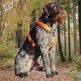 Anton mit Führgeschirr FOLLOW